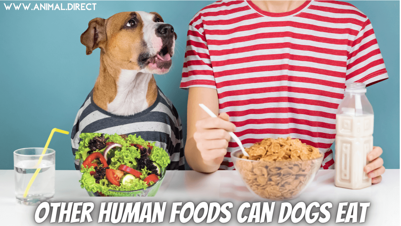 Human Food Can Dogs Eat Bad or Good Pets for Sale and Small Animals